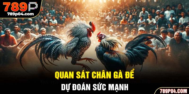 Quan sát chân gà để dự đoán sức mạnh